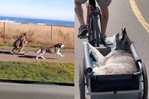 Cão que puxava tutor em passeios de skate envelhece, situação se inverte e cena emociona