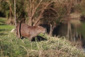 Capivara é flagrada tomando sol às margens do Arroio Dilúvio, em Porto Alegre