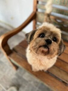 Cão Theo, que teria sofrido castração caseira, é um dos autores de processo contra própria tutora