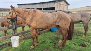 Cinco cavalos de grupo que conduz Chama Crioula morrem; suspeita é de ingestão de erva tóxica no RS