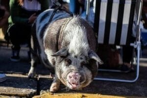 De Frederico a Fredão: Família de Canoas busca novo lar para miniporco de estimação que cresceu demais