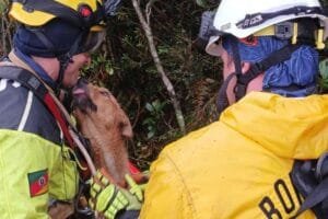 Após duas semanas preso em cânion, cachorro é resgatado em Cambará do Sul