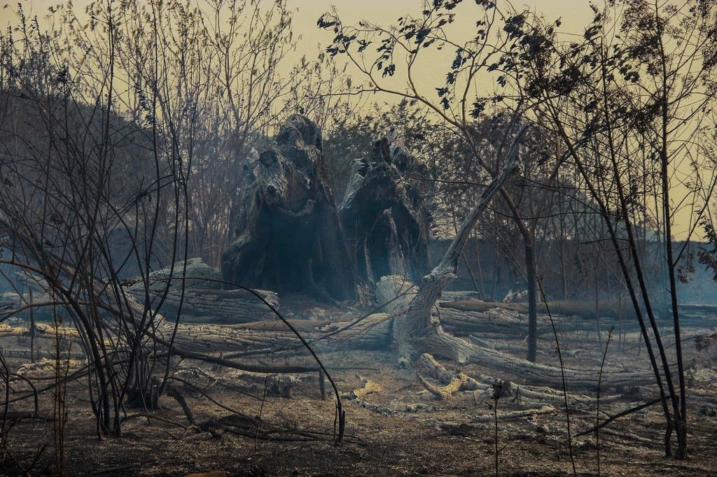 Os incêndios florestais têm castigado o interior paulista há dias 1 5022738 c1a81934ac4b1f8
