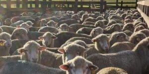 Expointer 2024: Roupas de lã pura de criador para consumidor