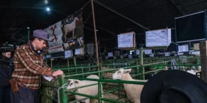 Portões da Expointer 2024 abrem neste sábado para feira revitalizada