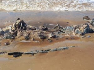 Ossada de Baleia reaparece em Atlântida Sul após fortes ressacas