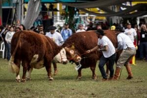 O dia em que dois touros duelaram no meio da Expointer