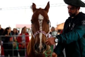 Sob aplausos ao cavalo Caramelo e a sobrevivente da cheia, Acampamento Farroupilha é aberto em Porto Alegre