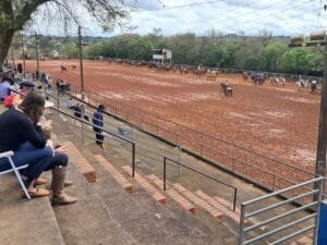 Ataque de abelhas durante rodeio leva quatro pessoas para hospital em Cachoeira do Sul; dois cavalos também foram atingidos