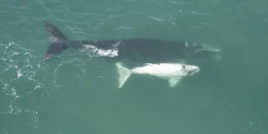 Sobrevoo científico registra 216 baleias-francas entre Santa Catarina e Rio Grande do Sul