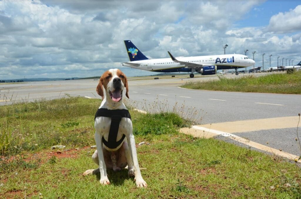 Dia 22 de setembro e celebrado o Dia da Defesa da Fauna Brasileira