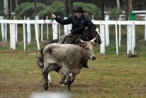 1ª Festa Campeira de Tramandaí inicia nesta Sexta-feira