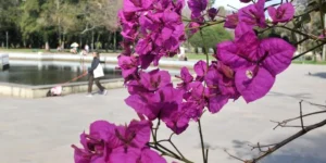 Sol aparece antes de uma frente fria que muda o tempo no RS nesta Quinta-feira