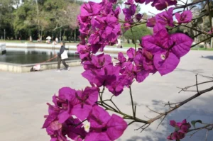 Onda de calor e possibilidade de granizo: O que esperar da primavera que inicia neste domingo