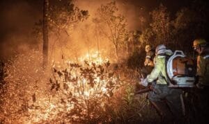 Brasil perdeu 11,39 milhões de hectares em incêndios em 2024