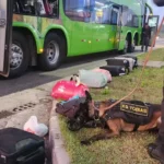 Três passageiros de ônibus são presos na Freeway durante treinamento de cão farejador