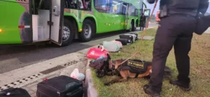 Três passageiros de ônibus são presos na Freeway durante treinamento de cão farejador
