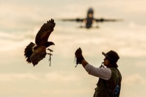 Dia da Fauna Brasileira: BH Airport contribui para a preservação de espécies e combate ao tráfico de animais