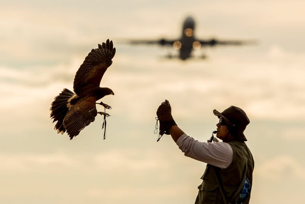 Dia 22 de setembro é celebrado o Dia da Defesa da Fauna Brasileira.
