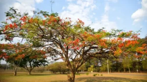 Primeira Semana da Primavera inicia com calor na maior parte do País