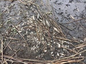 Mortandade de peixes intriga moradores da Lagoa da Pinguela em Osório