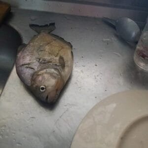 Pescador de Osório captura piranha em rio que liga à Lagoa dos Barros