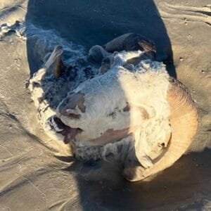 Cabeça de carneiro é encontrada na Praia da Atlântida Sul em Osório