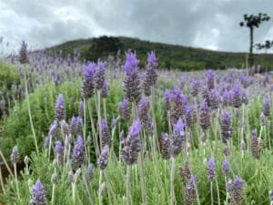 Festa Nacional da Lavanda promove o Turismo Rural no Vale do Sinos