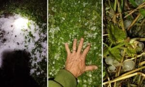 Municípios Gaúchos registram transtornos após queda de granizo, forte chuva e vendaval no RS