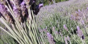 6ª Festa Nacional da Lavanda, em Morro Reuter, município a 66 quilômetros de Porto Alegre