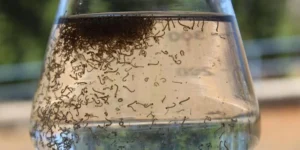 Ministério da Saúde lança campanha nacional de combate à dengue, zika e chikungunya