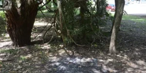 Corpo de mulher é encontrado carbonizado no Parque da Redenção