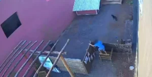 Menino de 9 anos invade hospital veterinário e mata 23 animais no Paraná