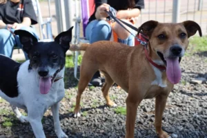 70ª Feira do Livro de Porto Alegre recebe evento de adoção de pets