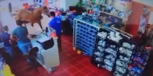 Vídeo: Cavalo invade loja em Palmeira das Missões