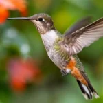 O significado místico de receber a visita de um beija-flor em seu jardim