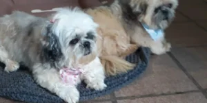 Guarda compartilhada de pets é possível após separações, mas requer cuidados