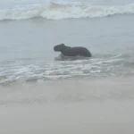 Capivara é avistada na beira da praia em Capão da Canoa