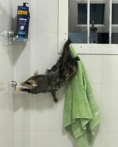 Moradores de Osório enfrentam problemas com terreno abandonado no bairro Sulbrasileiro