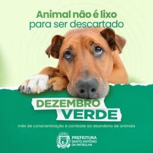 Começou o “Dezembro Verde”, mês de conscientização e combate ao abandono de animais