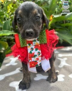 Adote um AUmigo: Canil de Tramandaí promove campanha de adoção neste Natal 