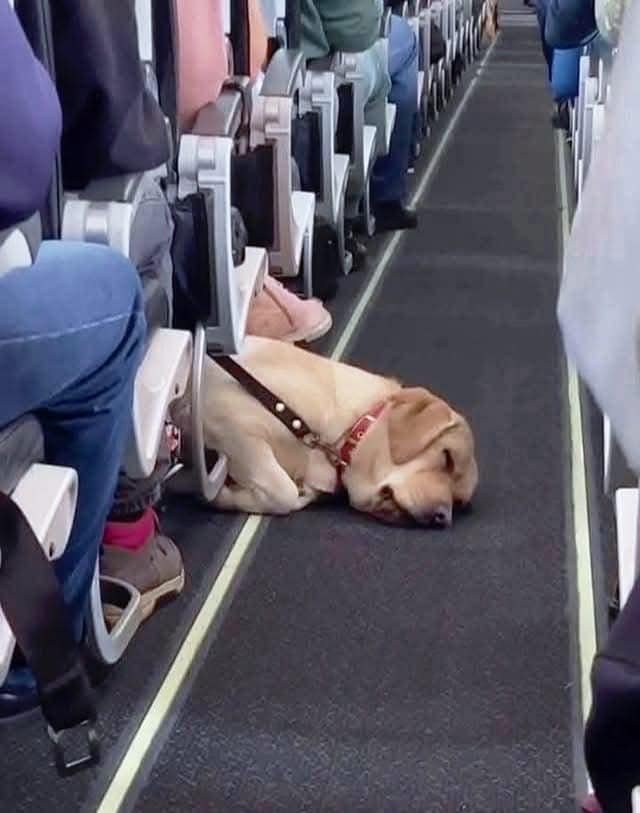 Durante um voo recente, um Labrador Retriever adormeceu e parte superior do corpo ficou visível no corredor. 1 "Durante um voo recente, um Labrador Retriever adormeceu e parte superior do corpo ficou visível no corredor.