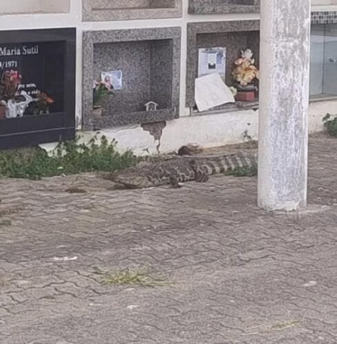 Jacaré é avistado no Cemitério Municipal de Osório e chama atenção de visitantes