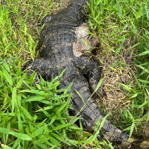 Jacaré é encontrado morto em canal da Lagoa do Peixoto, em Osório