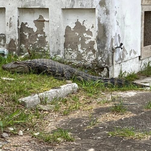 Jacaré flagrado no Cemitério Municipal de Osório, já havia sido avistado nas proximidades