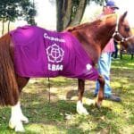 Cavalo Caramelo é oficialmente adotado pela Ulbra; relembre o que aconteceu desde o resgate