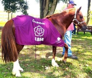 Cavalo Caramelo é oficialmente adotado pela Ulbra; relembre o que aconteceu desde o resgate