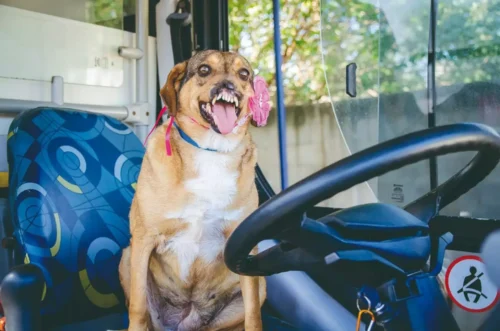 Quando a festa vira sofrimento: O efeito dos fogos de artifício nos animais