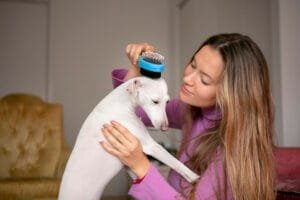 Cuidados essenciais com os pets no calor