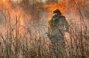 Número de queimadas na Amazônia é o maior em quase duas décadas
